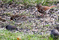 Fox Sparrow, Harris' Sparrow (and Junco)
