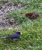Fox Sparrow, Pine Siskin, and Junco