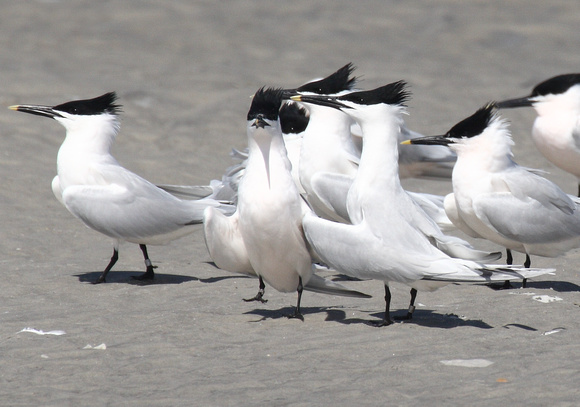 Sandwich Terns, Wrightsville Beach, NC