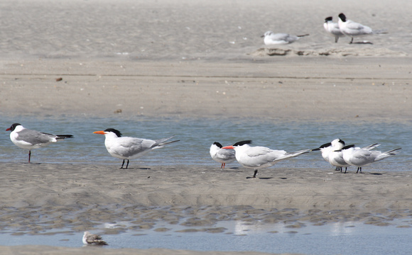 Royal, Sandwich and Forster Terns with Laughing Gulls, Wrightsville Beach