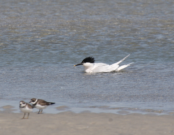 Sandwich tern Semipalmated Plover, Wrightsville Beach