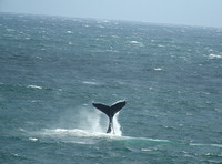 Tail of Humpback Whale, Strait of Belle Isle, off Blanc Sablon, Quebec