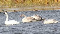 Trumpeter Swan and cygnets #3