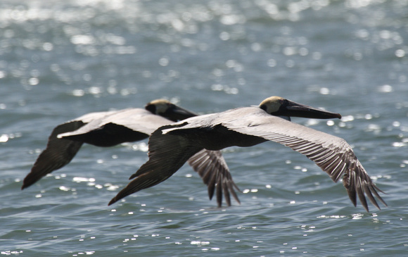 Brown Pelicans, Wrightsville Beach