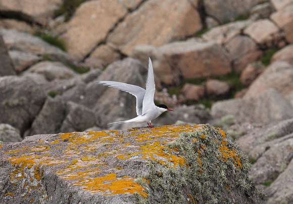 Arctic Tern, Tory