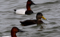Black Duck and Canvasbacks