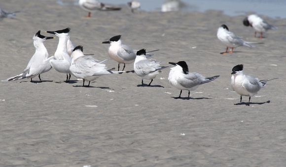 Sandwich and Forster's Terns, Wrightsville Beach