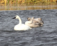 Trumpeter Swan and cygnets #2