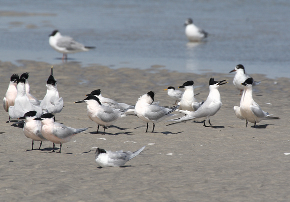 Sandwich, Least and Forster's Terns, Wrightsville Beach