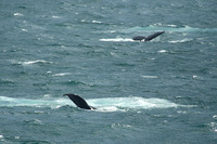 Two Humpback Whales, Strait of Belle Isle, off Blanc Sablon, Quebec