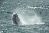 Breaching Humpback Whale #2, off Blanc Sablon, Quebec