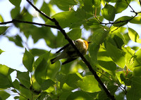 Blackburnian Warbler, Snaggy Mtn. Rd., Garrett State Forest, Garrett Co., MD