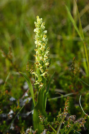 Northern Green Orchid (Plananthera hyperborea)