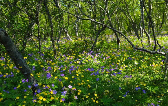 Geraniums and buttercups in the birch wood