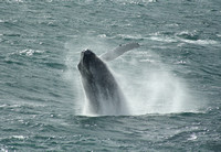 Breaching Humpback Whale #1, off Blanc Sablon, Quebec