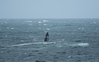 Humpback Whale, Strait of Belle Isle, off Blanc Sablon, Quebec