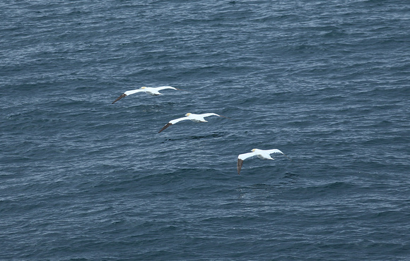 Gannet Threesome, Strait of Belle Isle, Newfoundland
