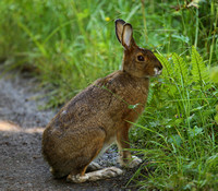 Snowshoe Hare, Green Gardens Trail, Gros Morne NP