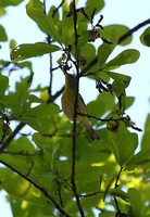 Northern Parula Warbler, Grove Plantation, Ace Basin