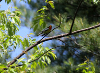 Blackburnian Warbler, Snaggy Mtn. Rd., Garrett Co., MD