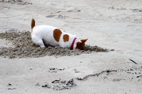 Sasha digging for buried treasure