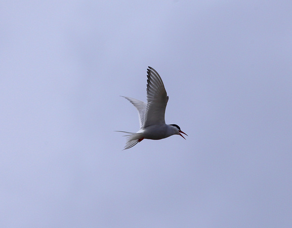 Arctic Tern Tory