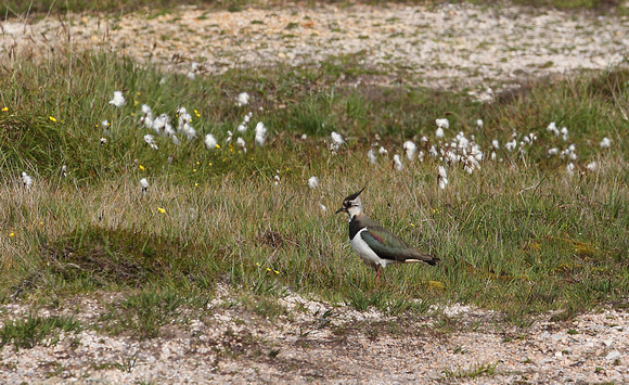 (Northern) Lapwing, Tory