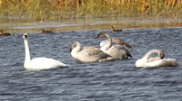 Trumpeter Swan and cygnets #1
